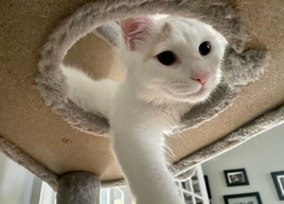 Cat watching from table's hole