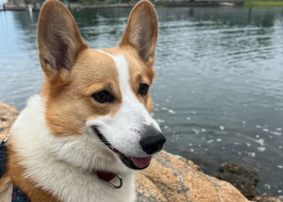 Dog Smiling near river