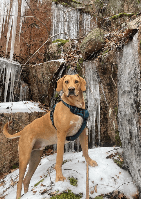 Pet on the freezed water fall
