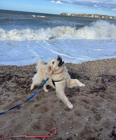 dog at beach