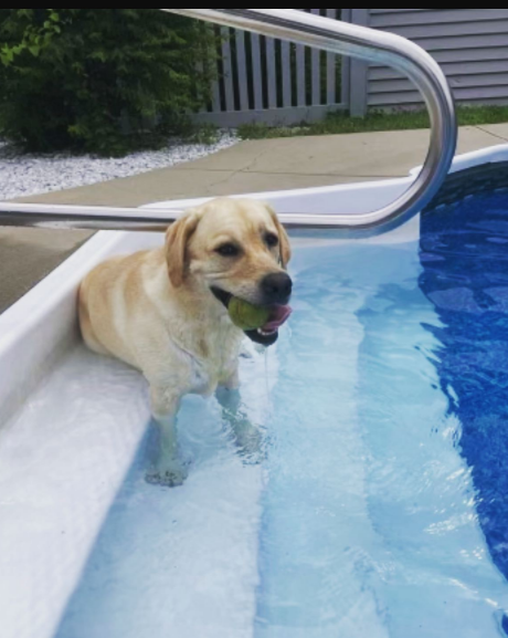 dog at pool