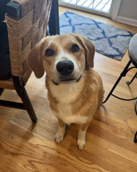 dog watching at camera